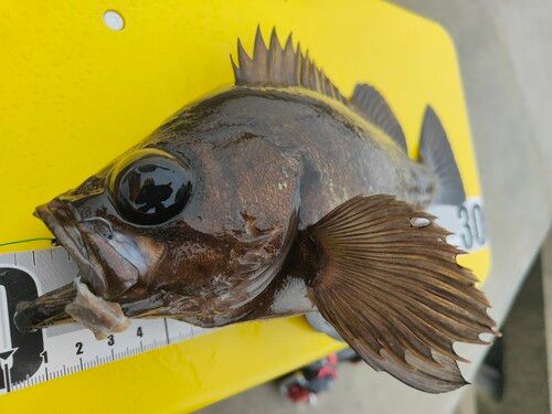 シロメバルの釣果