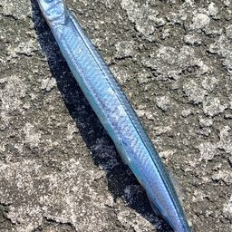 サヨリ