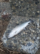 サクラマスの釣果