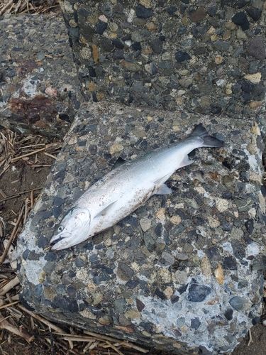サクラマスの釣果