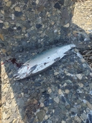 サクラマスの釣果