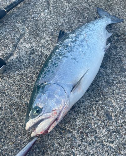 サクラマスの釣果