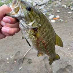 スモールマウスバス