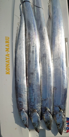 タチウオの釣果