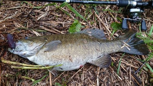 スモールマウスバスの釣果