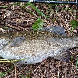 スモールマウスバス