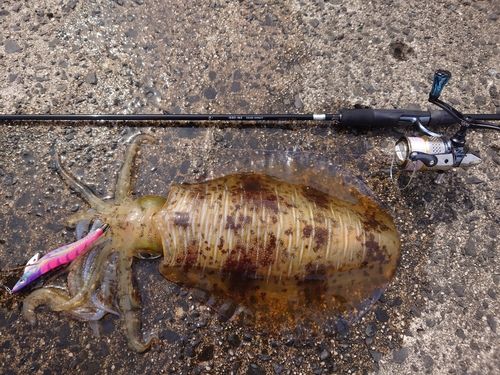 アオリイカの釣果