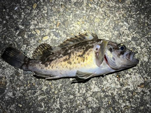 クロソイの釣果