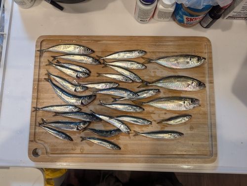 サバの釣果