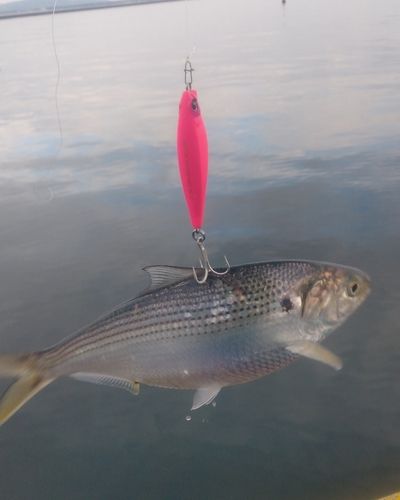 コノシロの釣果