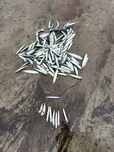 サバの釣果