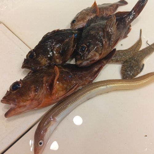 アナゴの釣果