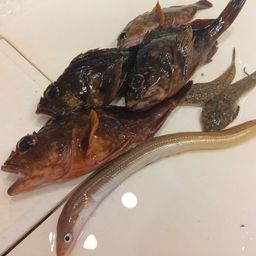 アナゴ