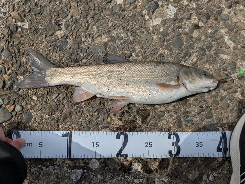 ウグイの釣果