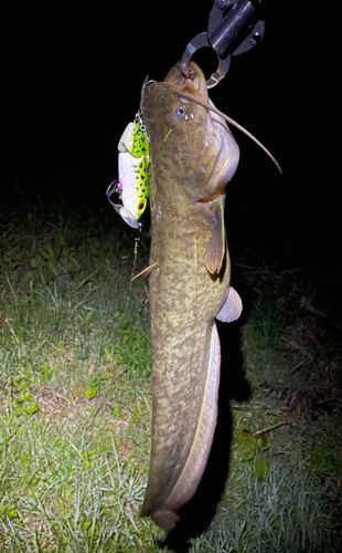 ナマズの釣果