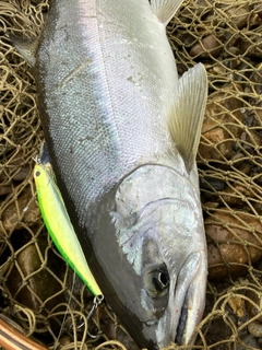 サクラマスの釣果