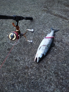 サクラマスの釣果