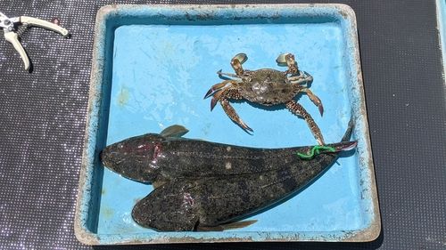 マゴチの釣果