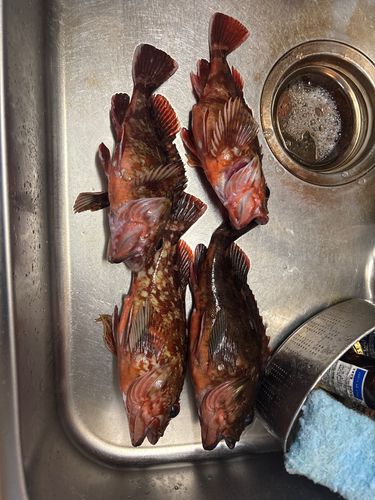 タイの釣果