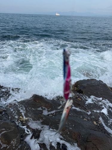 イワシの釣果