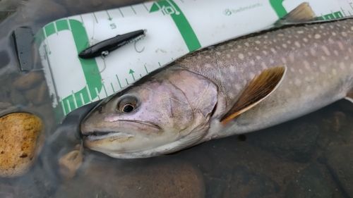 イワナの釣果