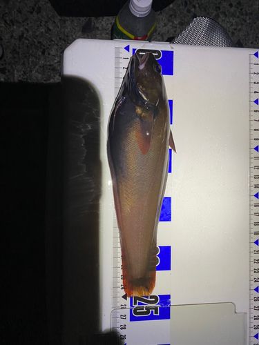 ドンコの釣果