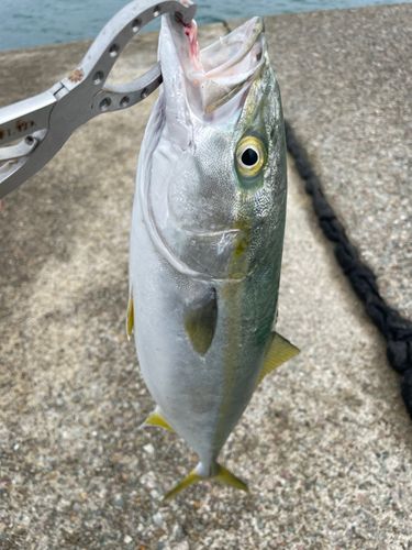 イナダの釣果