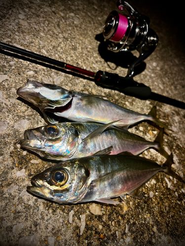 アジの釣果