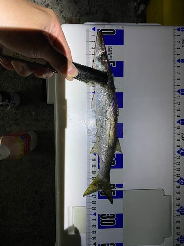 カマスの釣果