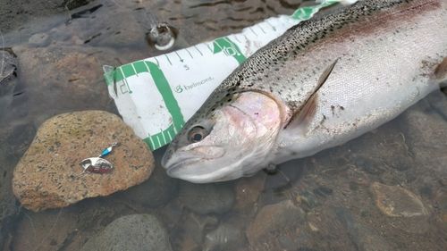 ニジマスの釣果