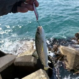 アメマス