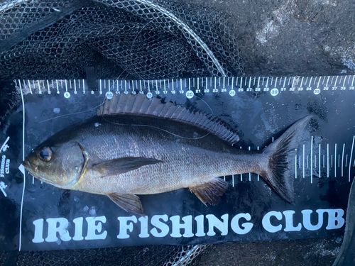 イサキの釣果