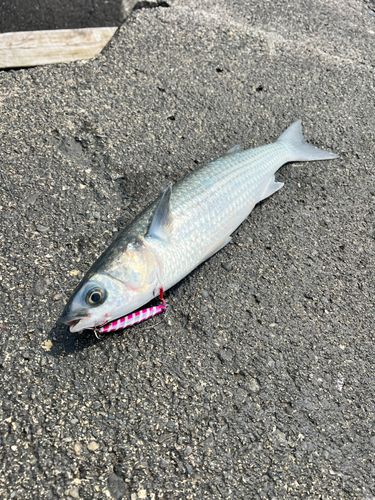 ボラの釣果