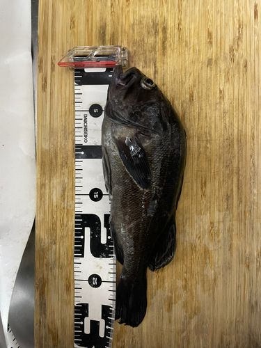 クロソイの釣果
