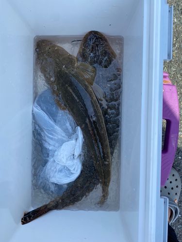 マゴチの釣果