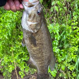 スモールマウスバス