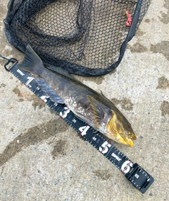 アイナメの釣果