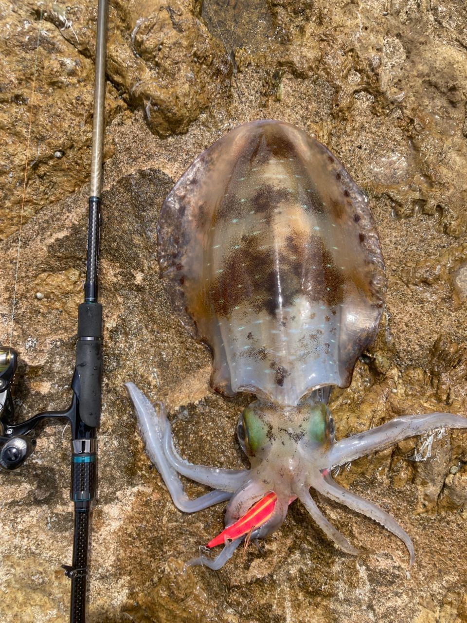 ういぴーパパ.さんの釣果 1枚目の画像