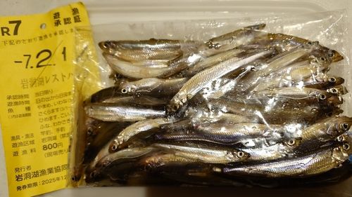 ワカサギの釣果