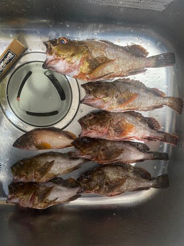 カサゴの釣果