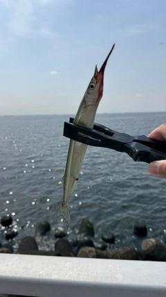 サヨリの釣果
