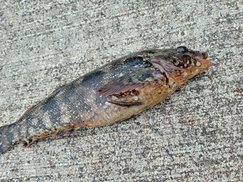 アイナメの釣果
