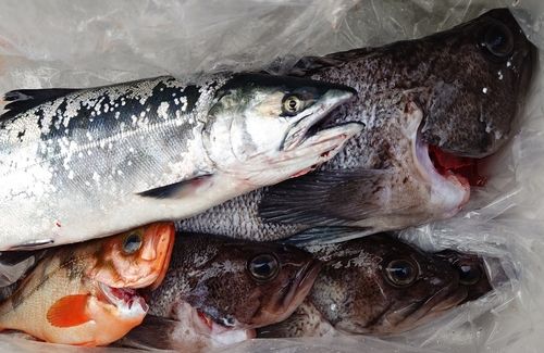 サクラマスの釣果