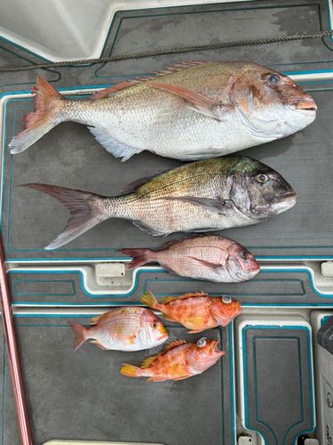 タイの釣果