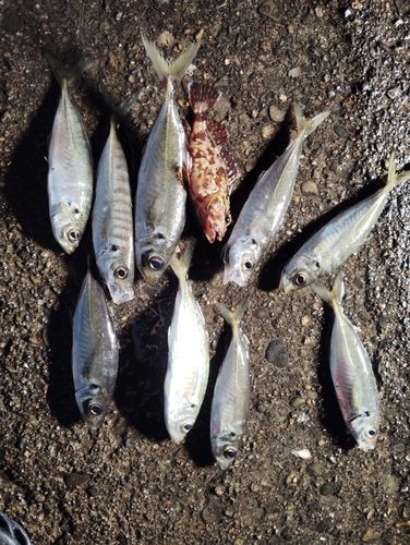 アジの釣果