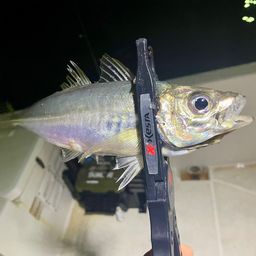 マアジ
