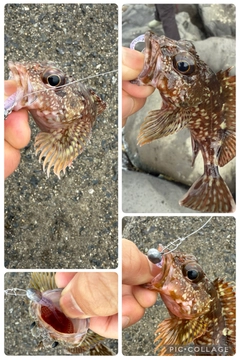 カサゴの釣果
