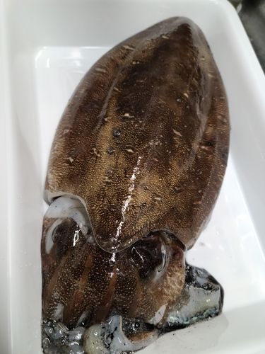 モンゴウイカの釣果