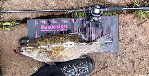 スモールマウスバス