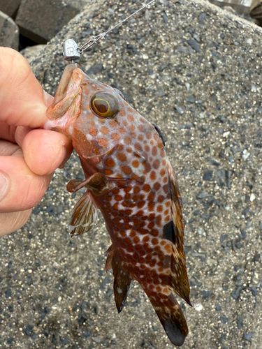 キジハタの釣果